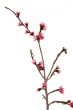 Peach Blossom