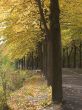 Autumn avenue
