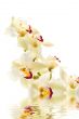 Orchid