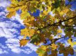 Autumn Sycamores
