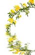 Spring Flowers