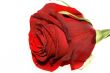 red rose