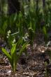 Lily-of-the-valley against a pale green background