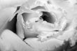 On a photo a white rose by macro lens