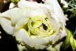 On a photo a white rose by macro lens