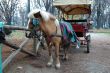 Horse, carriage