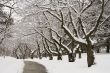 Lace winter trees