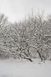 Lace winter trees