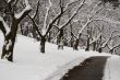 Lace winter trees