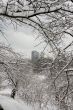Frame of lace winter trees for condo building