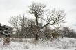 Lace winter trees