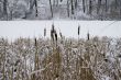Winter lakeshore view