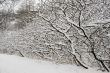 Lace winter trees