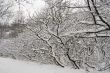 Lace winter trees