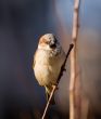 Sparrow on a branch