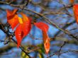 Cherry leaves