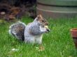 Squirrel with nut