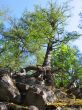 Pine-tree on rocky cliff