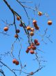 Persimmon Branch