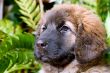 Leonberger