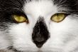 Cate