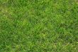 Grass