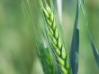Wheat