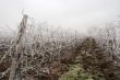 Winter grapeyard