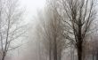 Foggy