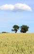 Cornfield with Trees