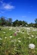 Wildflower Meadow