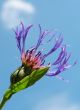 Cornflower