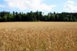 Cornfield with Forest