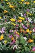 wild spring summer flowers