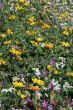 wild spring summer flowers