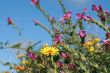 wild spring summer flowers