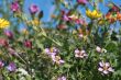 wild spring summer flowers