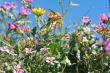 wild spring summer flowers