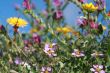 wild spring summer flowers