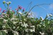wild spring summer flowers