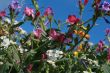 wild spring summer flowers