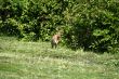 Young Rabbit