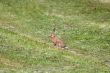 Young Rabbit