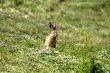 Young Rabbit