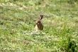 Young Rabbit