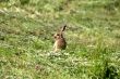 Young Rabbit