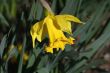 Daffodil with fly
