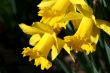 Daffodil