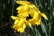 Daffodil