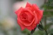 Red Rose